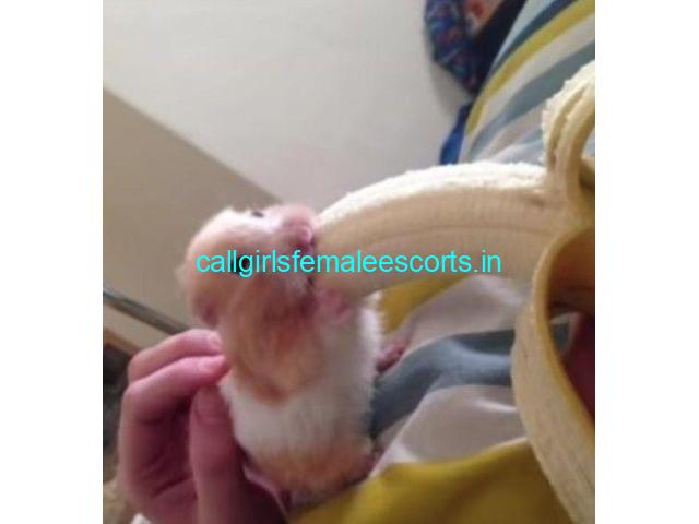 call girls in delhi ╬ ✯Shalimar Bagh✯ 9953331503╬ ✯✯ genuine✔️ ✡️ Service