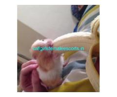 call girls in delhi ╬ ✯Shalimar Bagh✯ 9953331503╬ ✯✯ genuine✔️ ✡️ Service